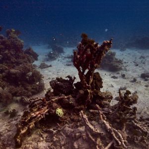 2019 03 11.09.16hamata uw dsc6516