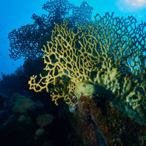 2019 03 11 23.09.16hamata uw18 10 dsc6687