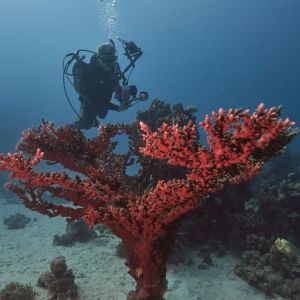 2019 03 11 23.09.16hamata uw18 10 dsc6710