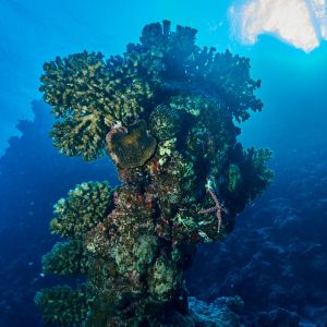 2019 03 11 23.09.16hamata uw18 10 dsc6742