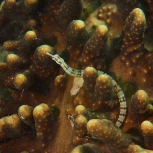 2019 03 11 23.09.16hamata uw18 10 dsc6780