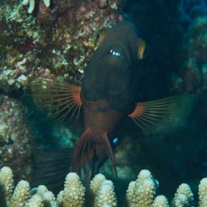 2019 03 11 23.09.16hamata uw18 10 dsc6827