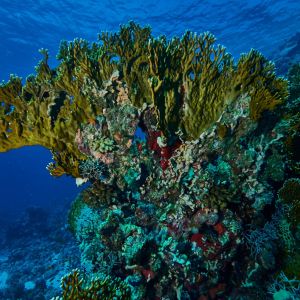 2019 03 11 23.09.16hamata uw18 10 dsc6922