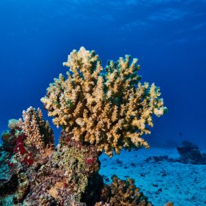 2019 03 11 23.09.16hamata uw18 10 dsc6934