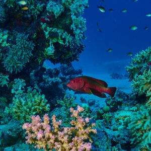 2019 03 11 23.09.16hamata uw18 10 dsc6941