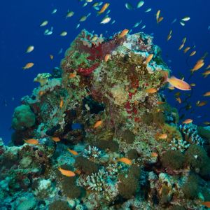 2019 03 11 23.09.16hamata uw18 10 dsc6952