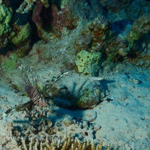 2019 03 11 23.09.16hamata uw18 10 dsc6959