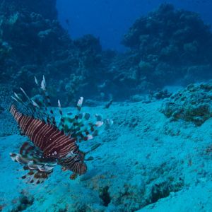 2019 03 11 23.09.16hamata uw18 10 dsc6963