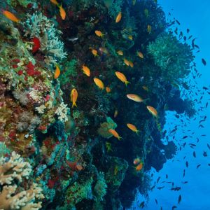 2019 03 11 23.09.16hamata uw18 10 dsc6983