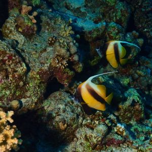 2019 03 11 23.09.16hamata uw18 10 dsc7009