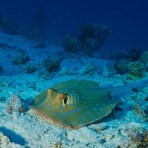 2019 03 11 23.09.16hamata uw18 10 dsc7045