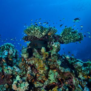 2019 03 11 23.09.16hamata uw18 10 dsc7047