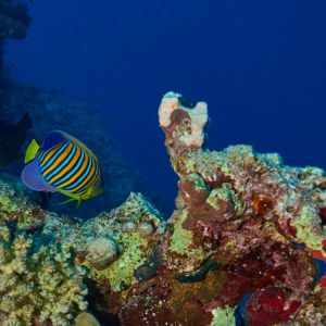 2019 03 11 23.09.16hamata uw18 10 dsc7073