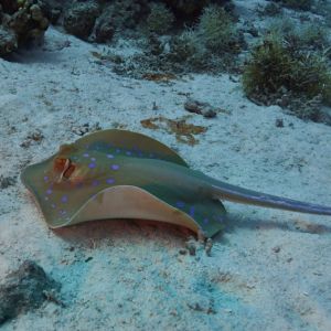 2019 03 11 23.09.16hamata uw18 10 dsc7112