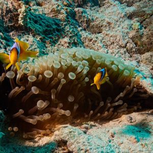 2019 03 11 23.09.16hamata uw18 10 dsc7185