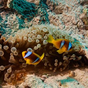 2019 03 11 23.09.17hamata uw18 10 dsc7186