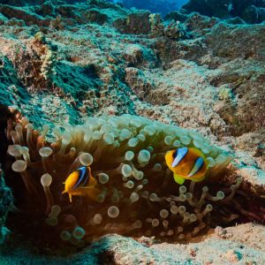 2019 03 11 23.09.17hamata uw18 10 dsc7188