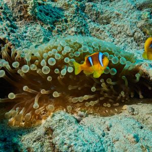 2019 03 11 23.09.17hamata uw18 10 dsc7190