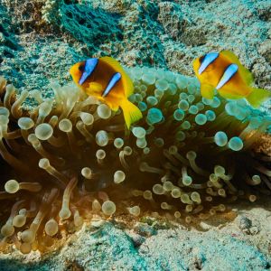 2019 03 11 23.09.17hamata uw18 10 dsc7191