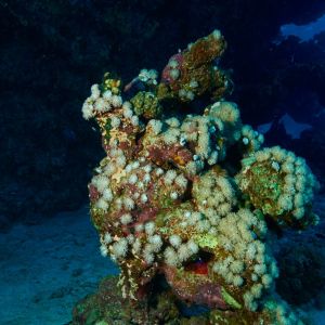 2019 03 11 23.09.17hamata uw18 10 dsc7207