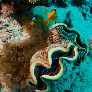 2019 03 11 23.09.17hamata uw18 10 dsc7228