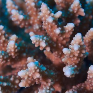 2019 03 11 23.09.17hamata uw18 10 dsc7296