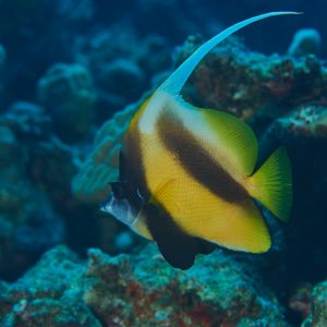 2019 03 11 23.09.17hamata uw18 10 dsc7312