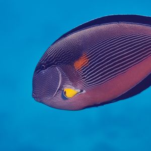 2019 03 11 23.09.17hamata uw18 10 dsc7363