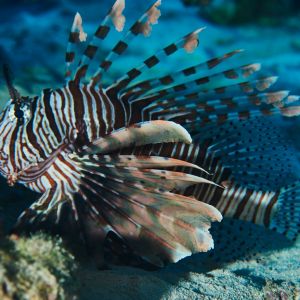 2019 03 11 23.09.17hamata uw18 10 dsc7380