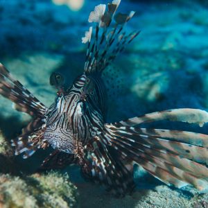 2019 03 11 23.09.17hamata uw18 10 dsc7381