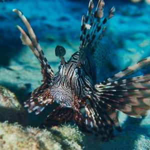 2019 03 11 23.09.17hamata uw18 10 dsc7382