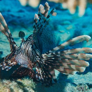 2019 03 11 23.09.17hamata uw18 10 dsc7383