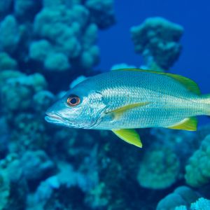 2019 03 11 23.09.17hamata uw18 10 dsc7386