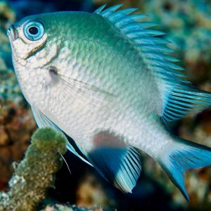 2019 03 11 23.09.17hamata uw18 10 dsc7392