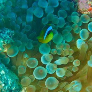 2019 03 11 23.09.17hamata uw18 10 dsc7420