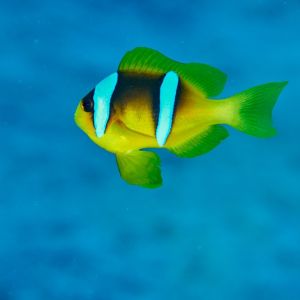 2019 03 11 23.09.17hamata uw18 10 dsc7427