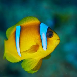 2019 03 11 23.09.17hamata uw18 10 dsc7430