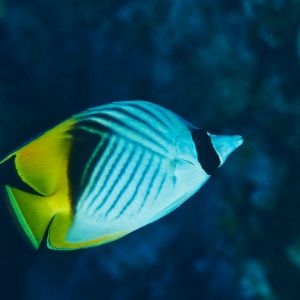 2019 03 11 23.09.17hamata uw18 10 dsc7443