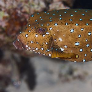 2019 03 11 23.09.17hamata uw18 10 dsc7467