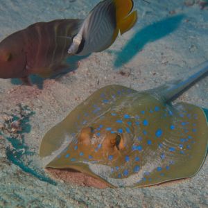 2019 03 11 23.09.17hamata uw18 10 dsc7486