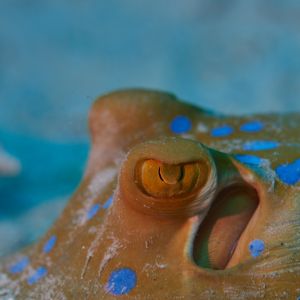 2019 03 11 23.09.17hamata uw18 10 dsc7487