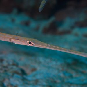 2019 03 11 23.09.17hamata uw18 10 dsc7491