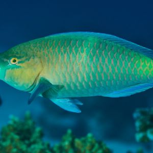 2019 03 11 23.09.17hamata uw18 10 dsc7493