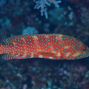 2019 03 11 23.09.17hamata uw18 10 dsc7523