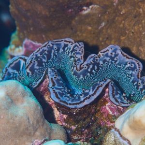 2019 03 11 23.09.17hamata uw18 10 dsc7524