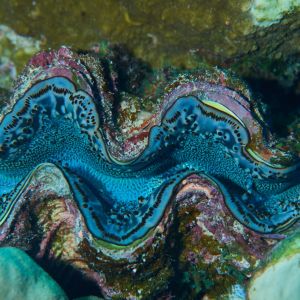 2019 03 11 23.09.17hamata uw18 10 dsc7525