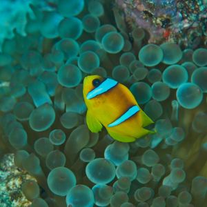 2019 03 11 23.09.17hamata uw18 10 dsc7529