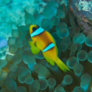 2019 03 11 23.09.17hamata uw18 10 dsc7530