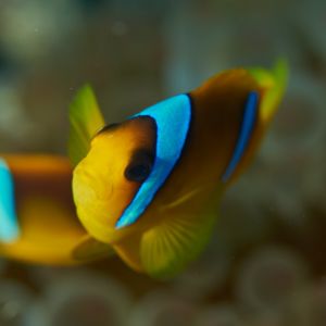 2019 03 11 23.09.17hamata uw18 10 dsc7537