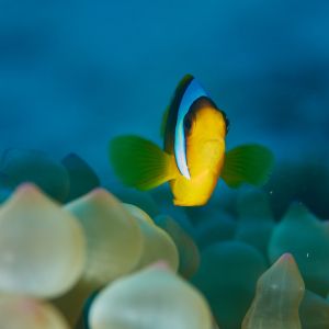 2019 03 11 23.09.17hamata uw18 10 dsc7539